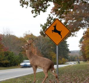 A deer crossing the road